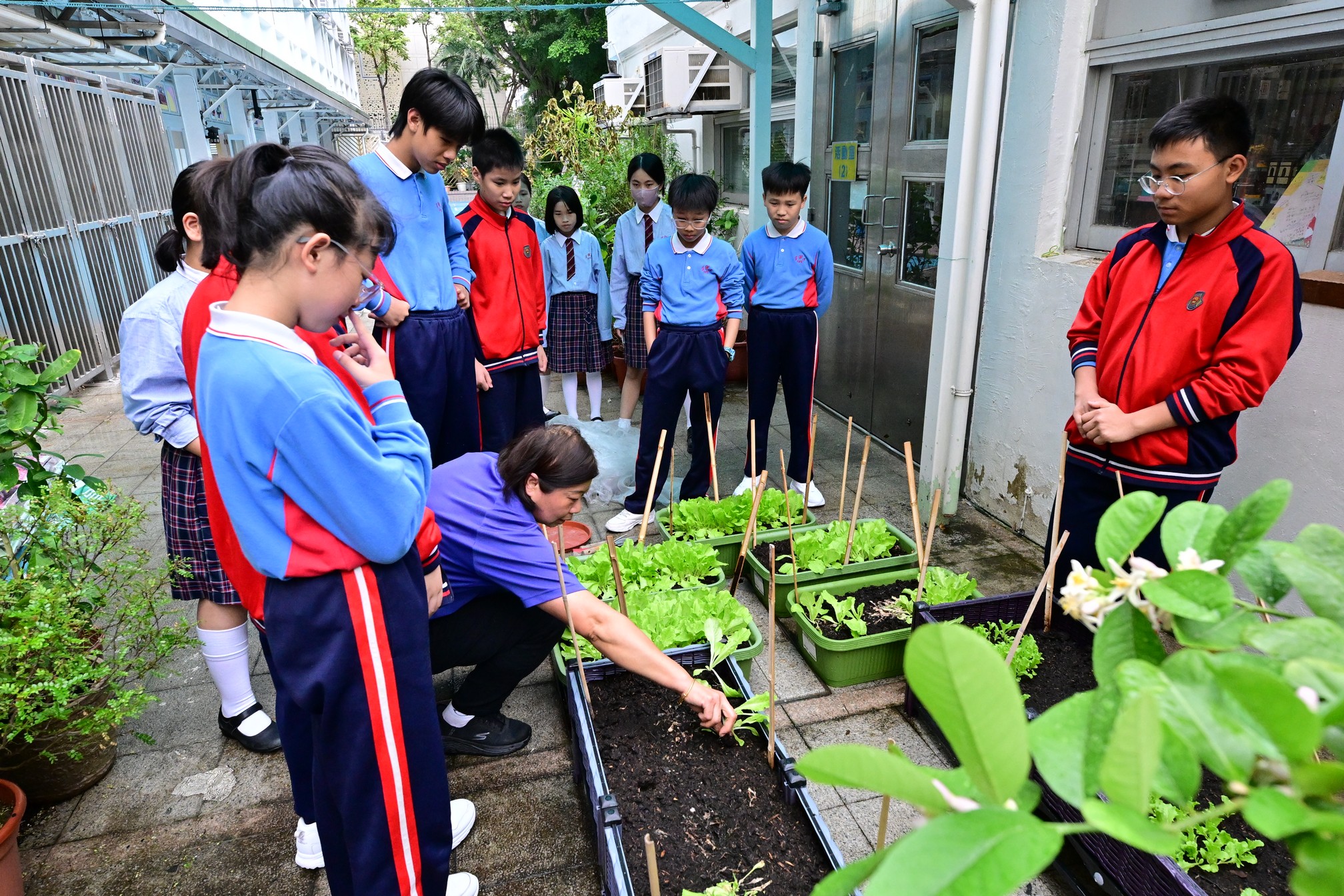 2026-01-16 – 2026-04-03 2025-2026-教育局公益少年團-「校園種植樂收成」活動